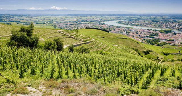 Vignes de Lirac